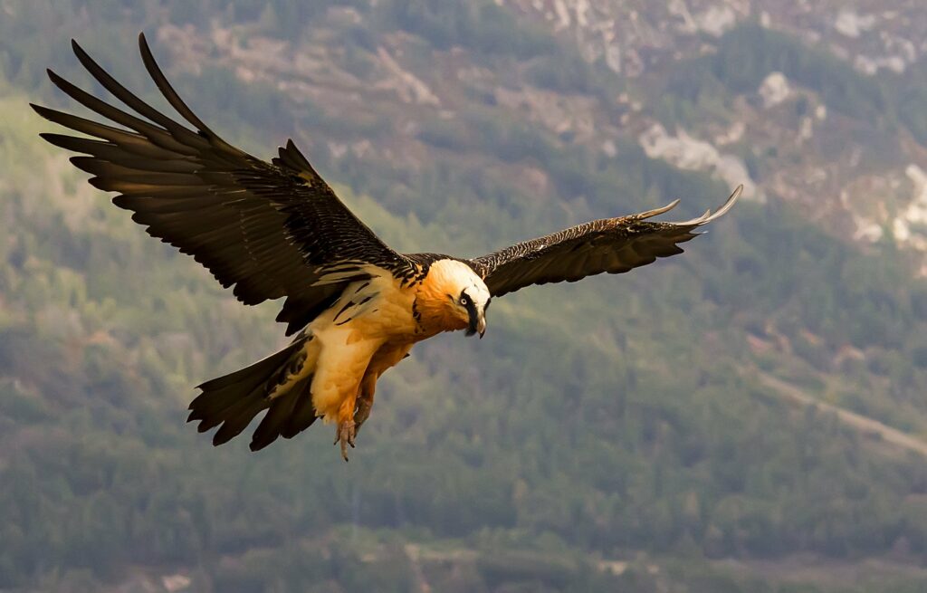 Quebrantahuesos en vuelo sobre el Pirineo