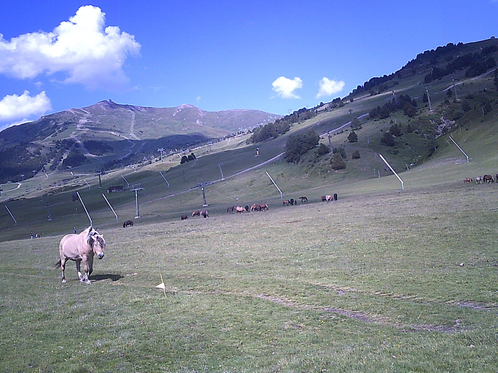 Praderas del Pla de Beret con caballos pastando y las pistas de Baqueira Beret al fondo, Val d'Aran