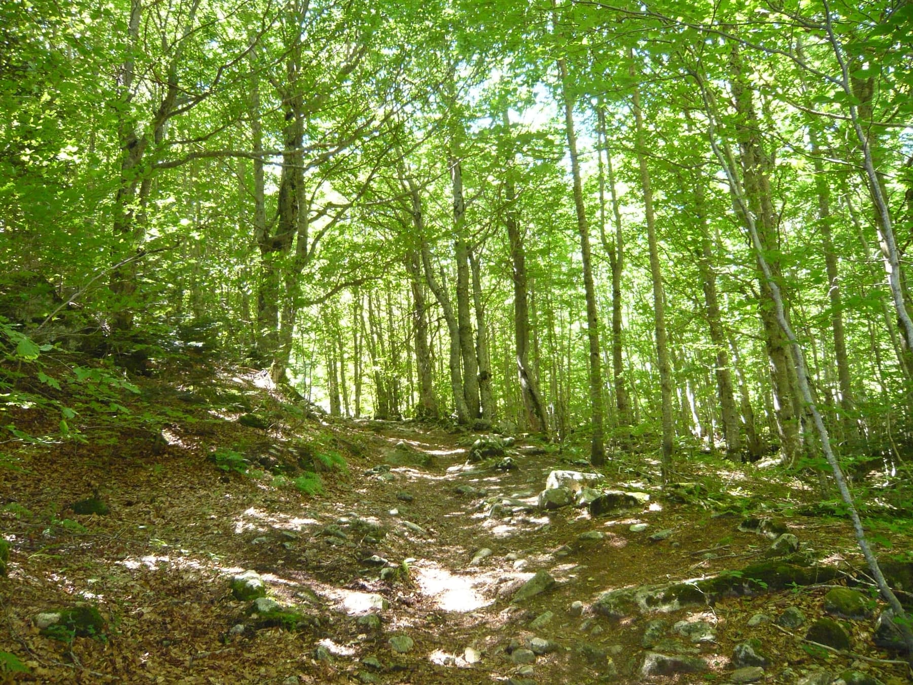 Sendero entre el hayedo de Salenques, con luz filtrada entre las copas de los árboles