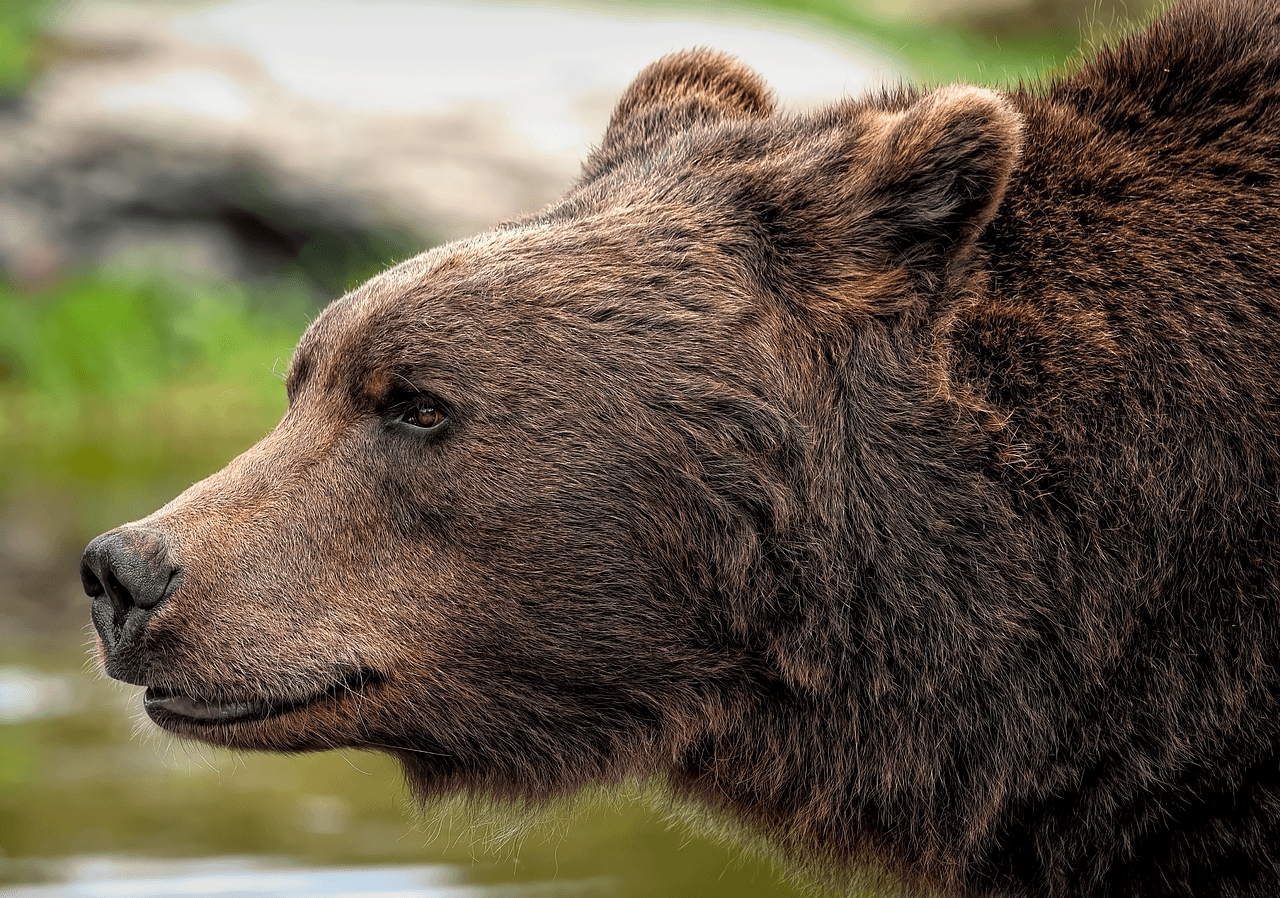 Retrato de un oso pardo europeo (Ursus arctos arctos), la misma subespecie que puebla el Pirineo