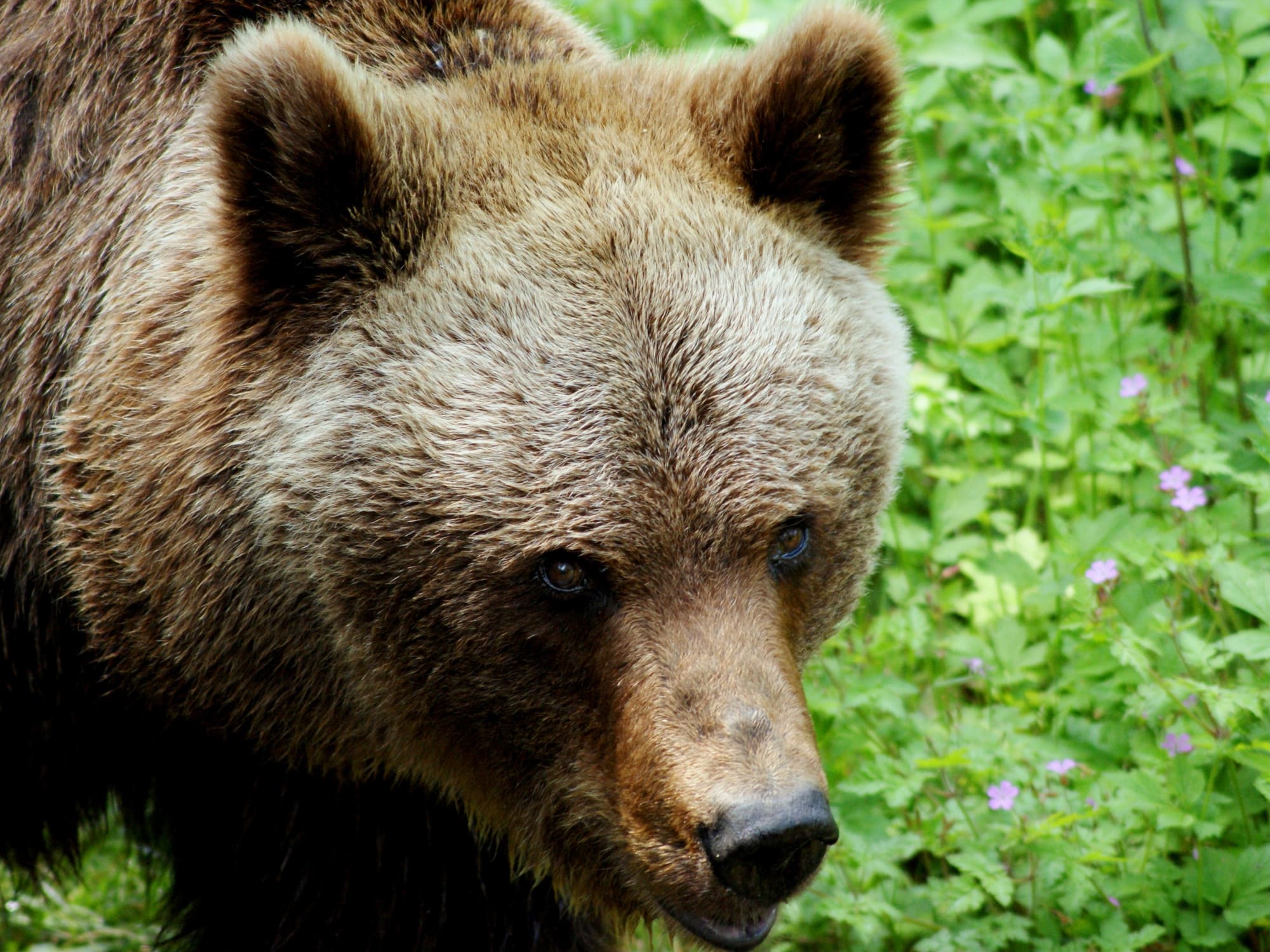 Retrato de un oso pardo europeo (Ursus arctos arctos), la misma subespecie que puebla el Pirineo
