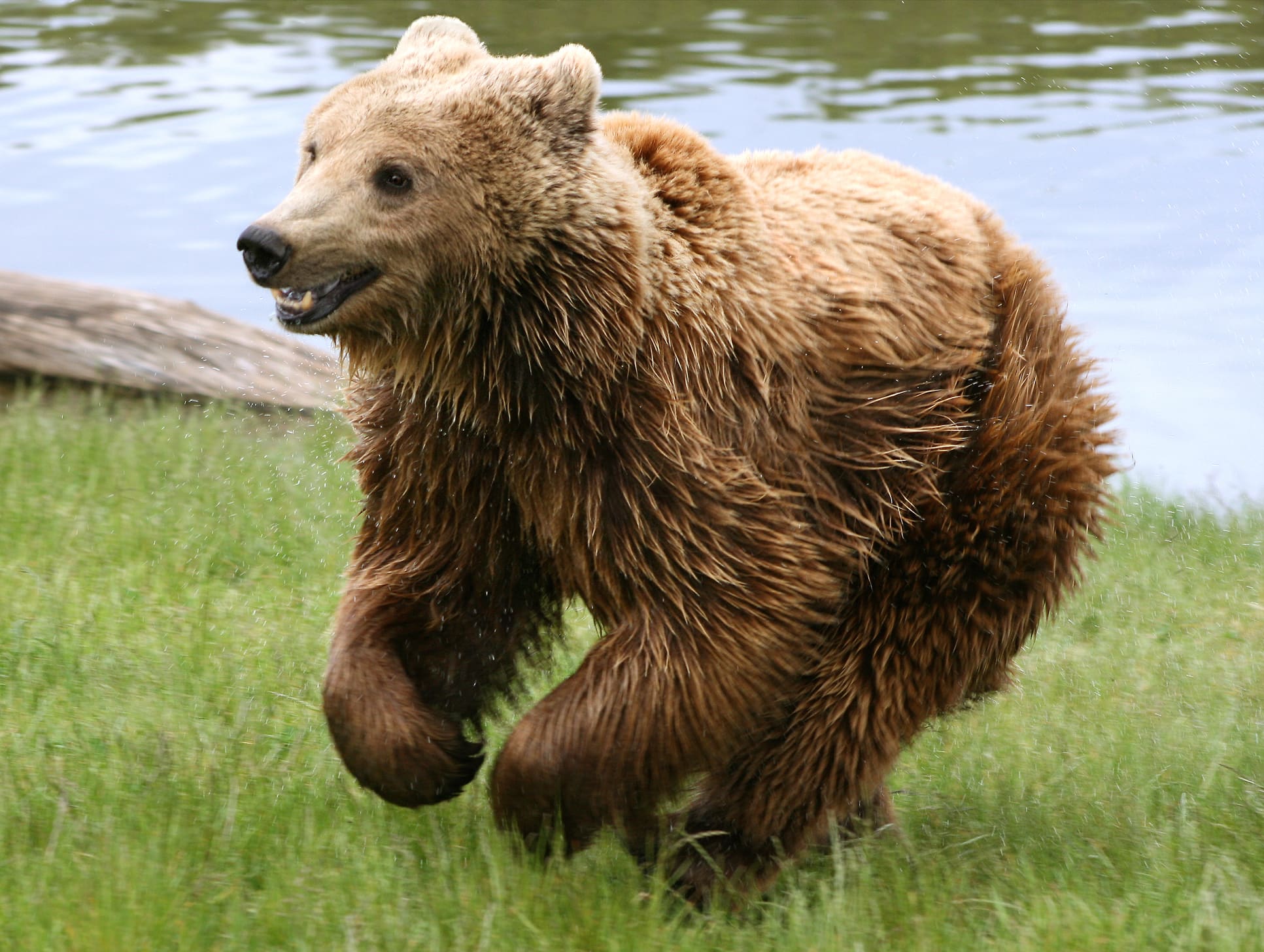 Rastreo del oso pardo en el Pirineo · foto 3