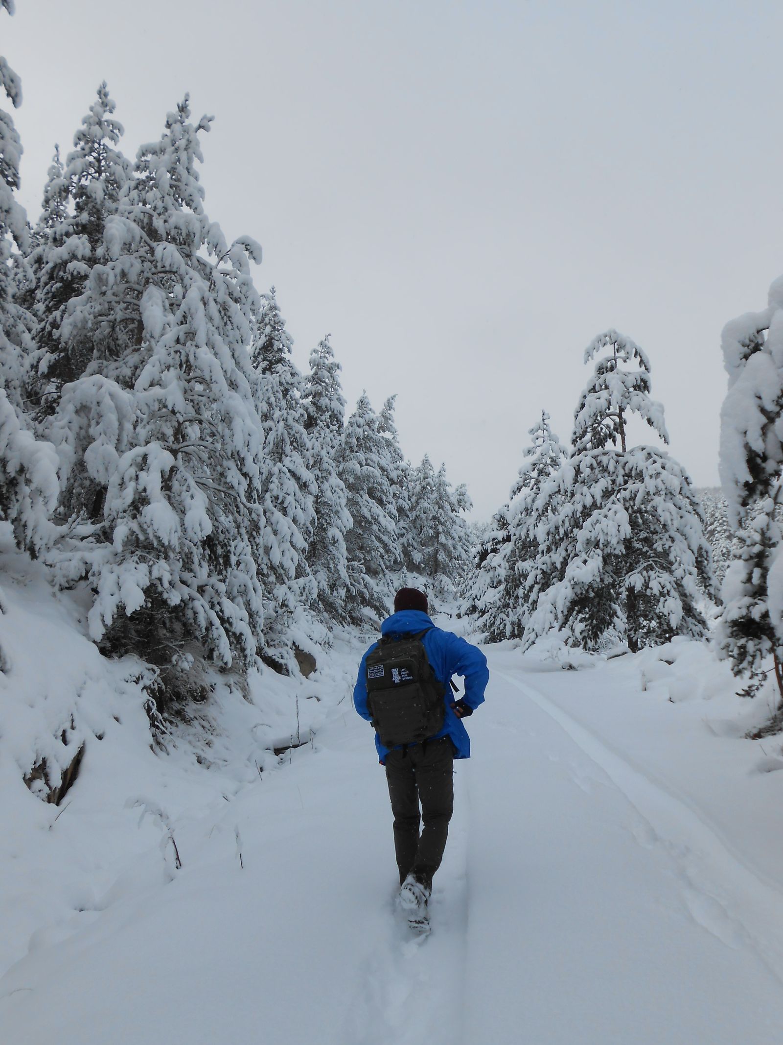 Excursionista caminando por una pista entre abetos cargados de nieve en el Val d Aran