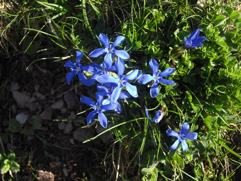Genciana de primavera — referencia visual de flora