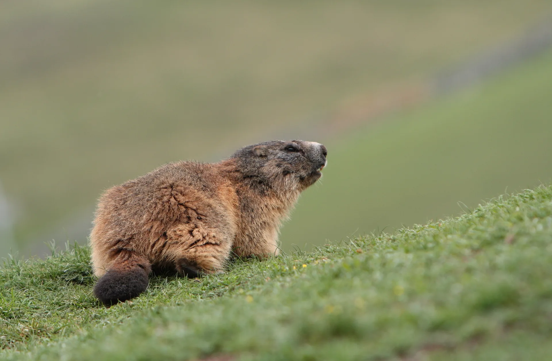 Marmota alpina — referencia visual de fauna