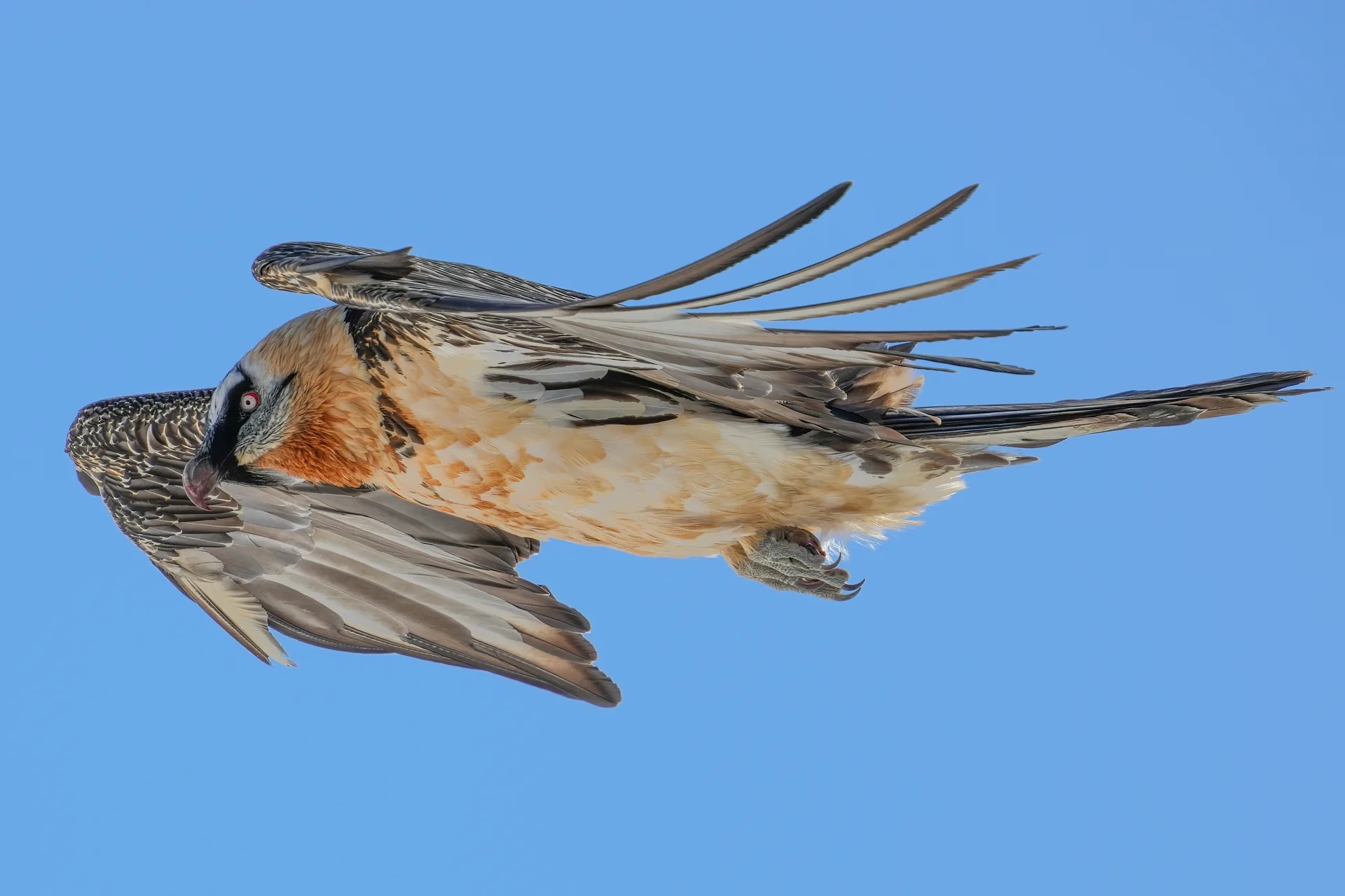 Quebrantahuesos — referencia visual de fauna