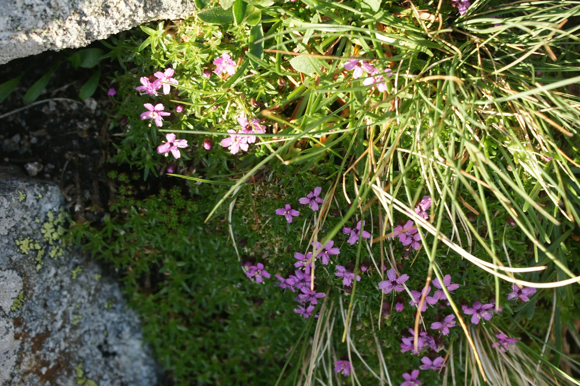 Vegetación de roquedo y pasto alpino — referencia visual de flora