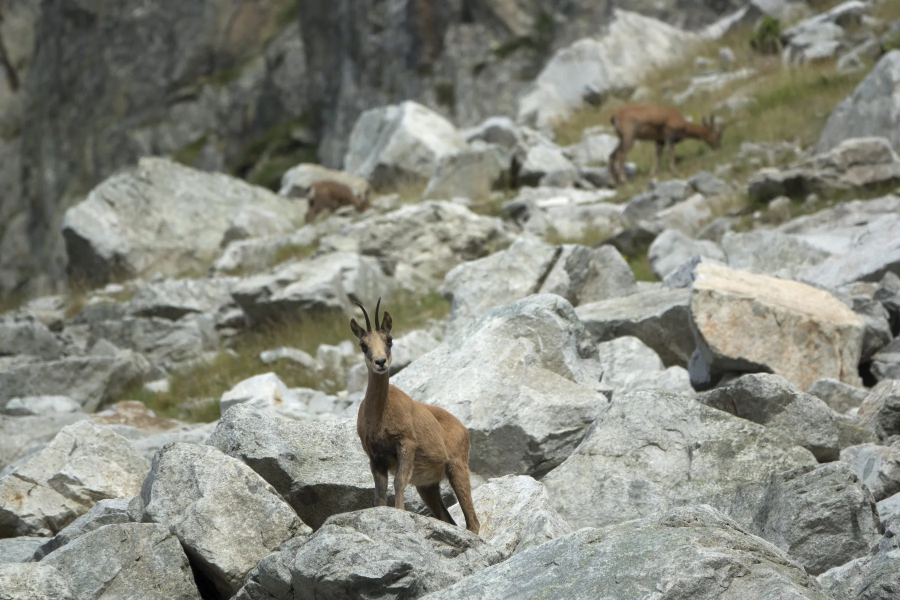 Isard — referencia visual de fauna